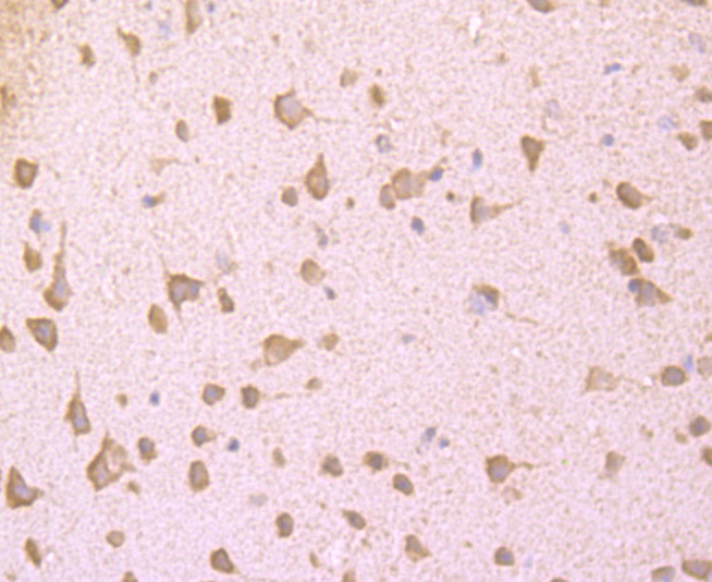 Immunohistochemical analysis of paraffin-embedded mouse brain tissue using anti-LOX1 antibody. Counter stained with hematoxylin.