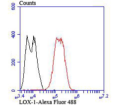 Flow cytometric analysis of LOVO cells with LOX1 antibody at 1/100 dilution (red) compared with an unlabelled control (cells without incubation with primary antibody; black). Alexa Fluor 488-conjugated goat anti rabbit IgG was used as the secondary antibody.