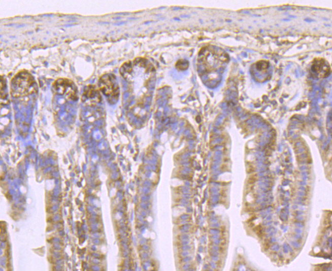 Immunohistochemical analysis of paraffin-embedded mouse colon tissue using anti-IL4 antibody. Counter stained with hematoxylin.