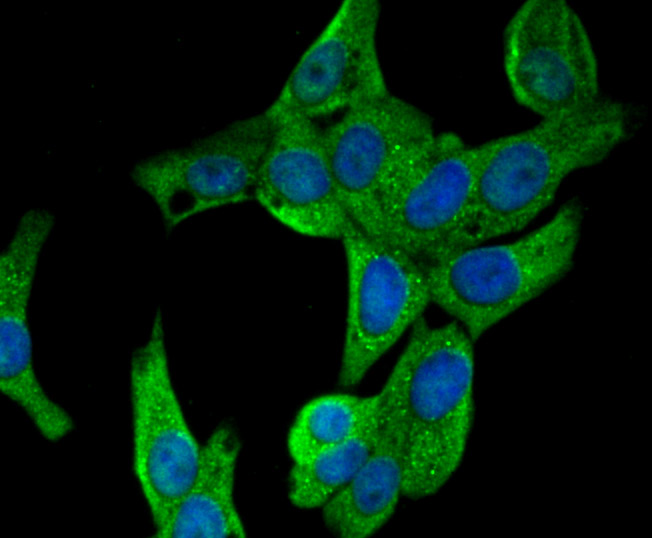 ICC staining CD21 in LOVO cells (green). The nuclear counter stain is DAPI (blue). Cells were fixed in paraformaldehyde, permeabilised with 0.25% Triton X100/PBS.