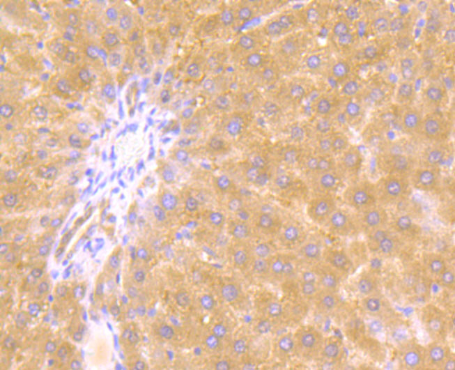 Immunohistochemical analysis of paraffin-embedded rat liver tissue using anti-JAK2 antibody. Counter stained with hematoxylin.