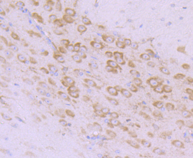 Immunohistochemical analysis of paraffin-embedded mouse brain tissue with Rabbit anti-MSI2 antibody (ER1706-59) at 1/4,000 dilution.<br />
<br />
The section was pre-treated using heat mediated antigen retrieval with Tris-EDTA buffer (pH 9.0) for 20 minutes. The tissues were blocked in 1% BSA for 20 minutes at room temperature, washed with ddH2O and PBS, and then probed with the primary antibody (ER1706-59) at 1/4,000 dilution for 1 hour at room temperature. The detection was performed using an HRP conjugated compact polymer system. DAB was used as the chromogen. Tissues were counterstained with hematoxylin and mounted with DPX.