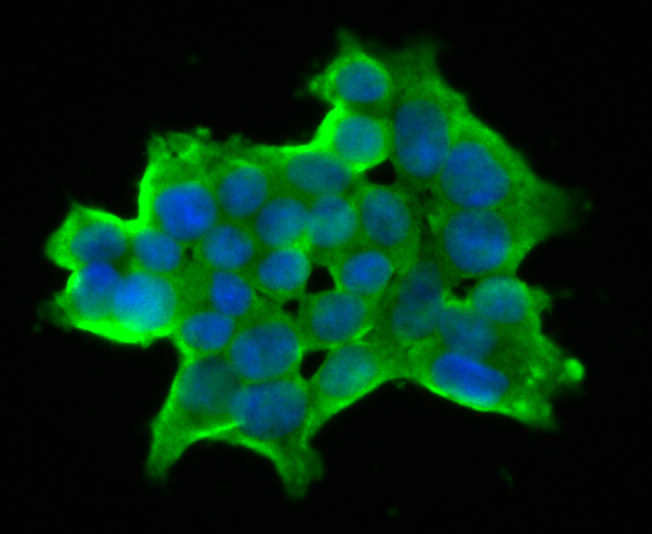 ICC staining DLL4 in 293T cells (green). The nuclear counter stain is DAPI (blue). Cells were fixed in paraformaldehyde, permeabilised with 0.25% Triton X100/PBS.