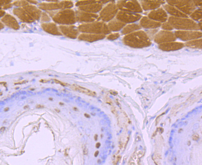 Immunohistochemical analysis of paraffin-embedded rat esophagus tissue using anti-4E-BP1 antibody. Counter stained with hematoxylin.