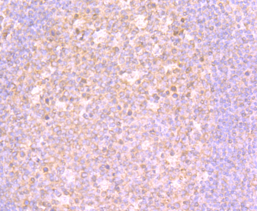 Immunohistochemical analysis of paraffin-embedded human tonsil tissue using anti-4E-BP1 antibody. Counter stained with hematoxylin.