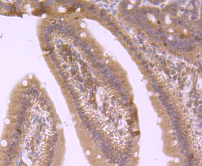 Immunohistochemical analysis of paraffin-embedded mouse small intestine tissue using anti-4E-BP1 antibody. Counter stained with hematoxylin.