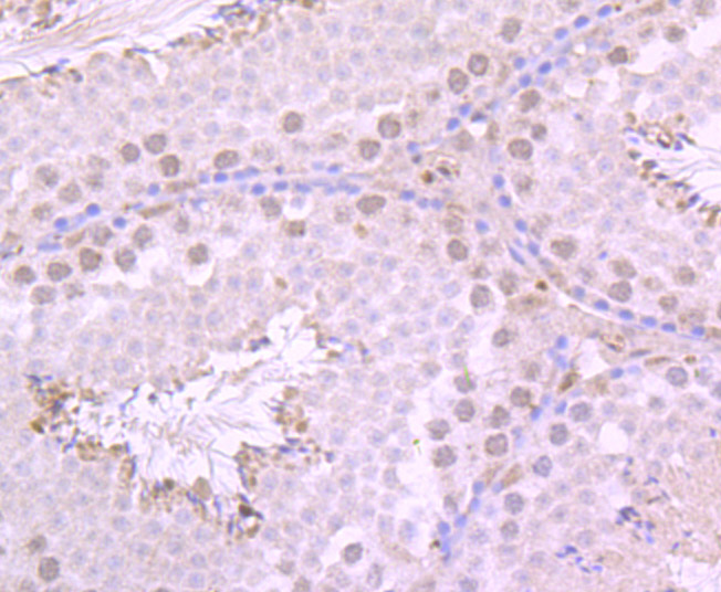 Immunohistochemical analysis of paraffin-embedded mouse testis tissue using anti-PKA C-alpha antibody. Counter stained with hematoxylin.