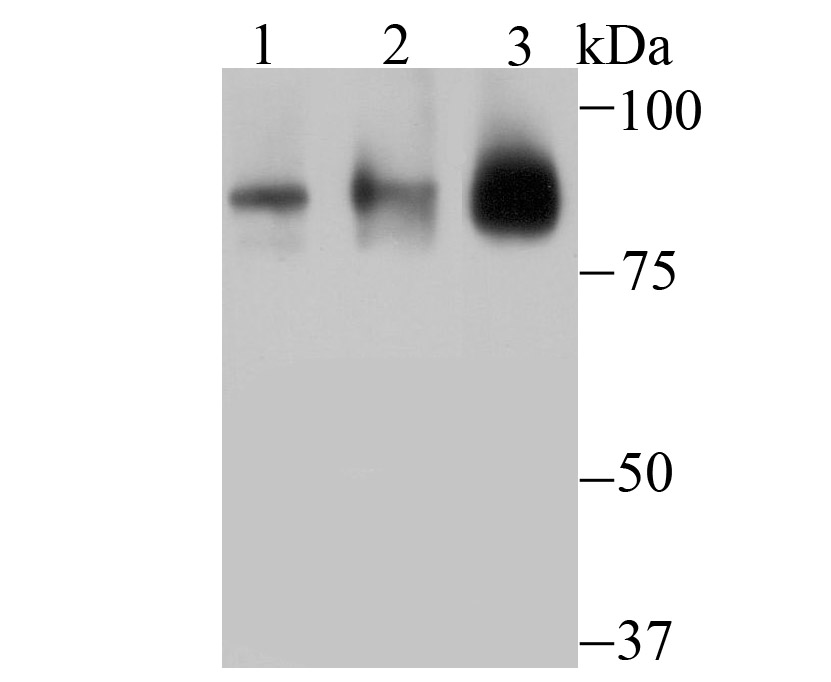 Western blot analysis of Cullin 3 on different lysates using anti-Cullin 3 antibody at 1/1,000 dilution.<br />
Positive control:<br />
Lane 1: SH-SY5Y  <br />
Lane 2: 293T<br />
Lane 3: Mouse testis tissue