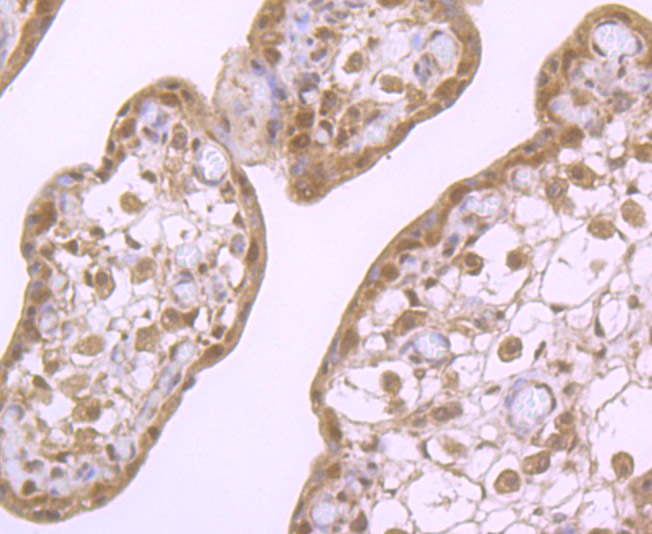 Immunohistochemical analysis of paraffin-embedded human placenta tissue using anti-Cullin-3 antibody. Counter stained with hematoxylin.