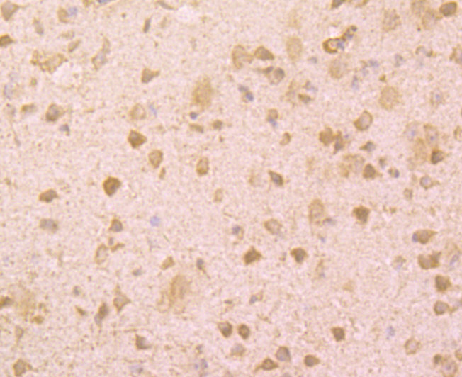 Immunohistochemical analysis of paraffin-embedded mouse brain tissue using anti-BMAL1 antibody. Counter stained with hematoxylin.