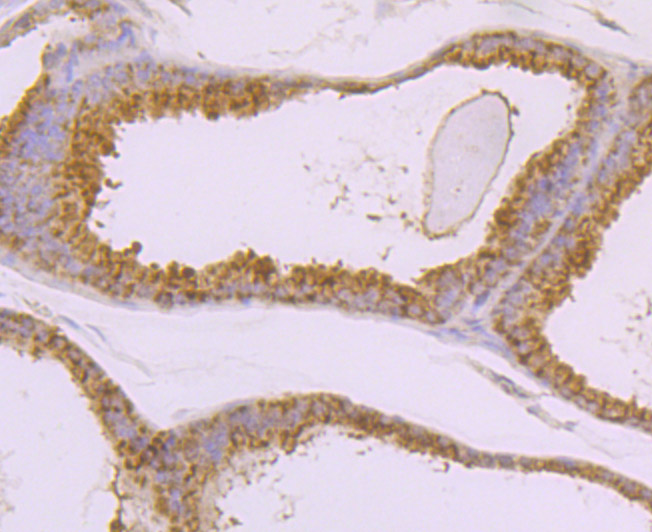 Immunohistochemical analysis of paraffin-embedded mouse prostate tissue using anti-BMAL1 antibody. Counter stained with hematoxylin.