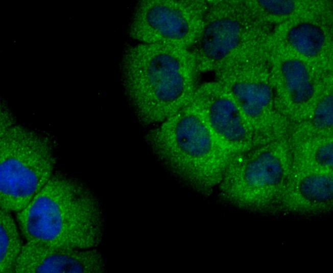 ICC staining NLRP3 in A431 cells (green). The nuclear counter stain is DAPI (blue). Cells were fixed in paraformaldehyde, permeabilised with 0.25% Triton X100/PBS.