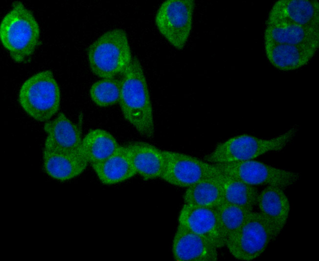 ICC staining NLRP3 in LOVO cells (green). The nuclear counter stain is DAPI (blue). Cells were fixed in paraformaldehyde, permeabilised with 0.25% Triton X100/PBS.