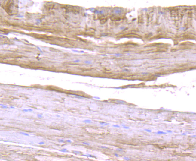 Immunohistochemical analysis of paraffin-embedded mouse skeletal muscle tissue using anti-ULK1 antibody. Counter stained with hematoxylin.
