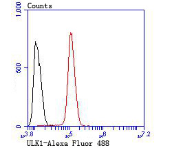 Flow cytometric analysis of SH-SY5Y cells with ULK1 antibody at 1/100 dilution (red) compared with an unlabelled control (cells without incubation with primary antibody; black).