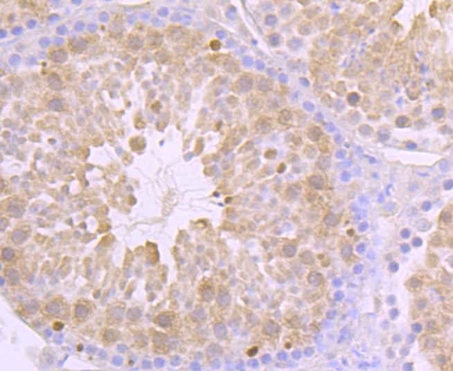 Immunohistochemical analysis of paraffin-embedded mouse testis tissue using anti-Fyn antibody. Counter stained with hematoxylin.