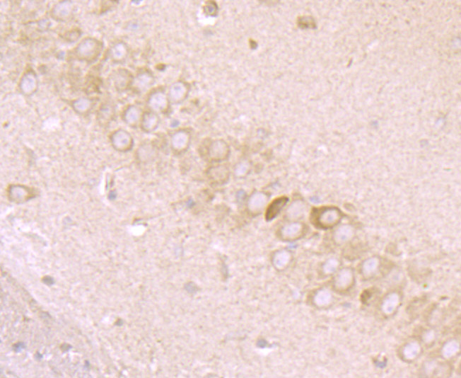 Immunohistochemical analysis of paraffin-embedded mouse brain tissue using anti-MMP-3 antibody. Counter stained with hematoxylin.