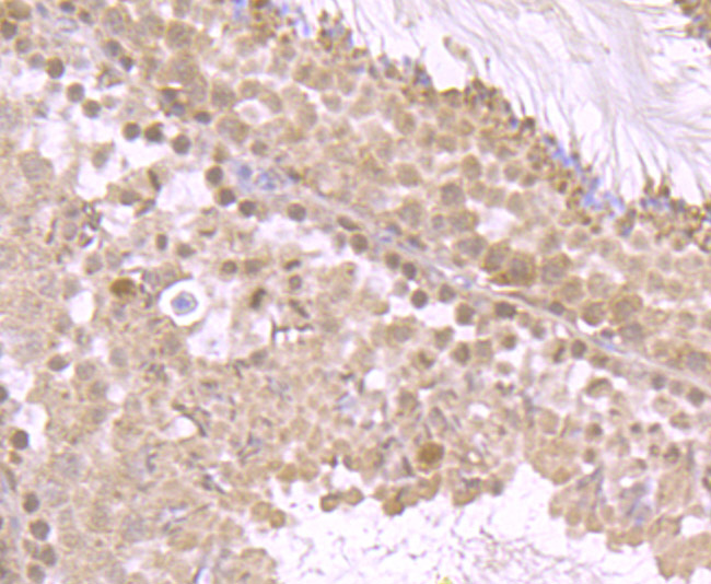 Immunohistochemical analysis of paraffin-embedded mouse testis tissue using anti-FOXO3A antibody. Counter stained with hematoxylin.