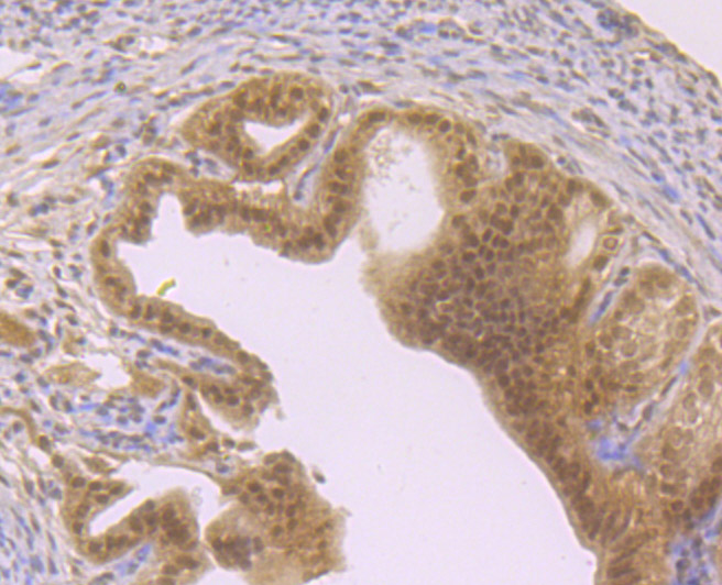 Immunohistochemical analysis of paraffin-embedded mouse fallopian tube tissue using anti-FOXO3A antibody. Counter stained with hematoxylin.