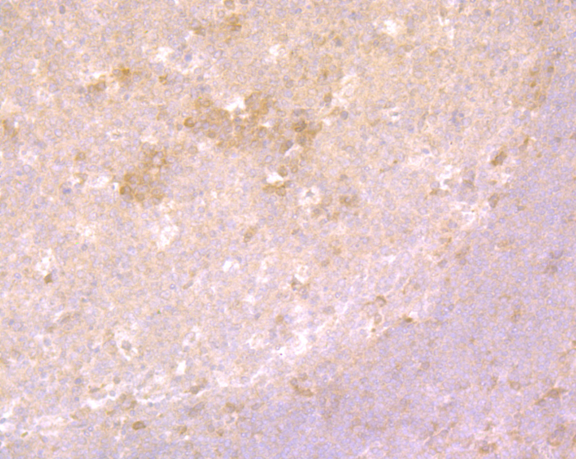 Immunohistochemical analysis of paraffin-embedded human tonsil tissue using anti-FOXO3A antibody. Counter stained with hematoxylin.