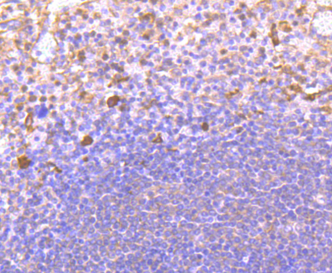 Immunohistochemical analysis of paraffin-embedded human tonsil tissue using anti-CD4 antibody. Counter stained with hematoxylin.
