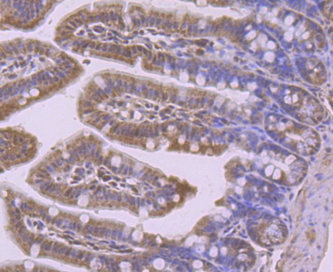 Immunohistochemical analysis of paraffin-embedded mouse colon tissue using anti-CD4 antibody. Counter stained with hematoxylin.