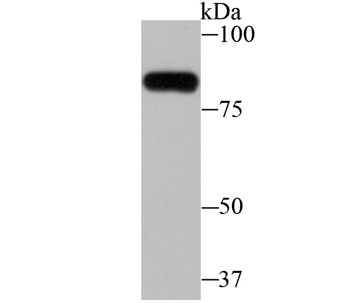 Western blot analysis of ZBTB48 on mouse spleen tissue lysate using anti-ZBTB48 antibody at 1/1,000 dilution.