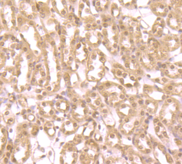 Immunohistochemical analysis of paraffin-embedded mouse kidney tissue using anti-ZBTB48 antibody. Counter stained with hematoxylin.