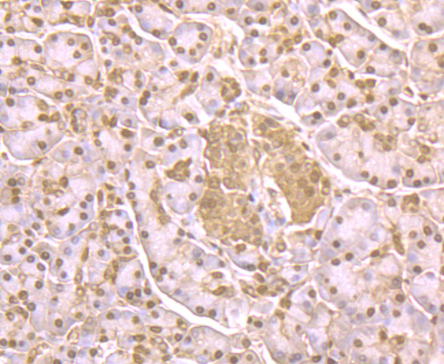 Immunohistochemical analysis of paraffin-embedded human pancreas tissue using anti-GAPDH antibody. Counter stained with hematoxylin.