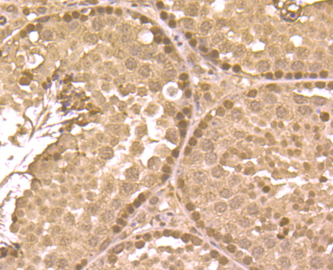 Immunohistochemical analysis of paraffin-embedded mouse testis tissue using anti-GAPDH antibody. Counter stained with hematoxylin.