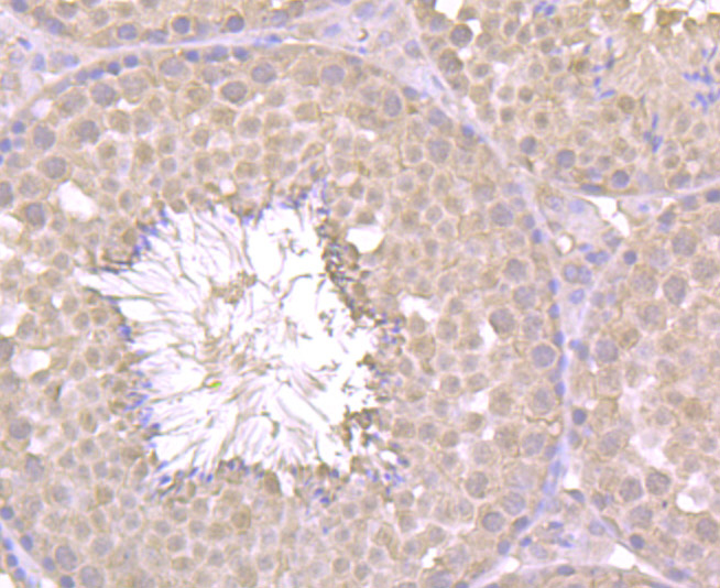 Immunohistochemical analysis of paraffin-embedded mouse testis tissue using anti-PLGF antibody. Counter stained with hematoxylin.