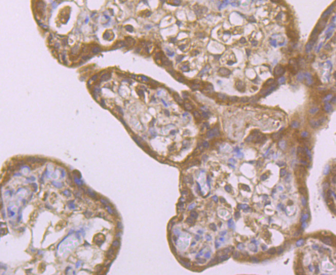 Immunohistochemical analysis of paraffin-embedded human placenta tissue using anti-Smad4 antibody. Counter stained with hematoxylin.