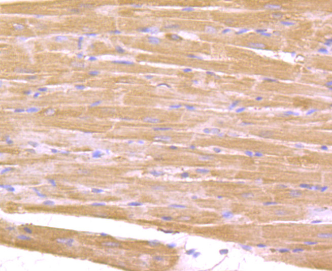 Immunohistochemical analysis of paraffin-embedded rat heart tissue using anti-IL-17 antibody. Counter stained with hematoxylin.