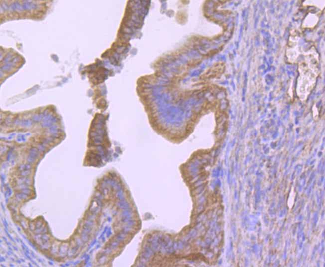 Immunohistochemical analysis of paraffin-embedded mouse fallopian tubes tissue using anti-Cytokeratin 8 antibody. Counter stained with hematoxylin.