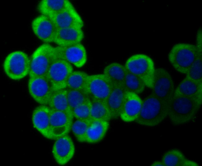 ICC staining SHP2 in LOVO cells (green). The nuclear counter stain is DAPI (blue). Cells were fixed in paraformaldehyde, permeabilised with 0.25% Triton X100/PBS.