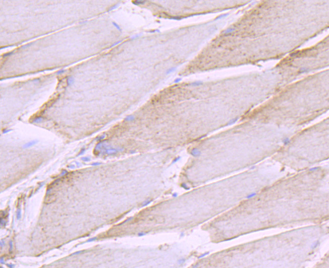 Immunohistochemical analysis of paraffin-embedded rat skeletal muscle tissue using anti-SHP2 antibody. Counter stained with hematoxylin.