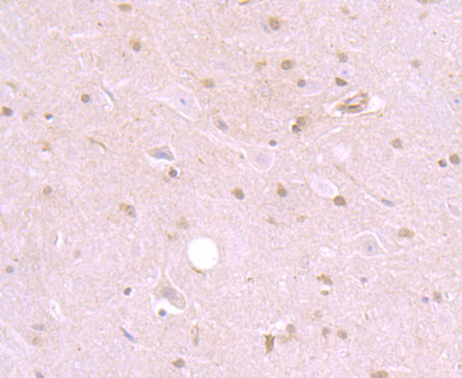 Immunohistochemical analysis of paraffin-embedded mouse brain tissue using anti-SHP2 antibody. Counter stained with hematoxylin.