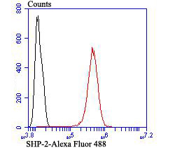 Flow cytometric analysis of SH-SY5Y cells with SHP2 antibody at 1/100 dilution (red) compared with an unlabelled control (cells without incubation with primary antibody; black).