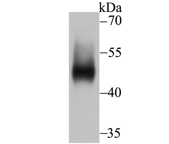 Western blot analysis of IDO on human placenta tissue lysate using anti-IDO antibody at 1/500 dilution.