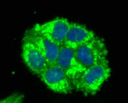 ICC staining IDO in Hela cells (green). The nuclear counter stain is DAPI (blue). Cells were fixed in paraformaldehyde, permeabilised with 0.25% Triton X100/PBS.