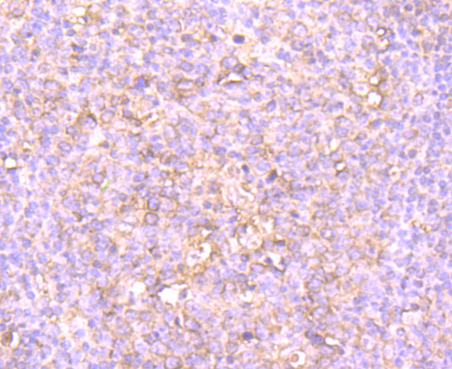 Immunohistochemical analysis of paraffin-embedded human tonsil tissue using anti-IDO antibody. Counter stained with hematoxylin.