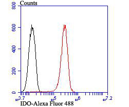 Flow cytometric analysis of HUVEC cells with IDO antibody at 1/100 dilution (red) compared with an unlabelled control (cells without incubation with primary antibody; black).