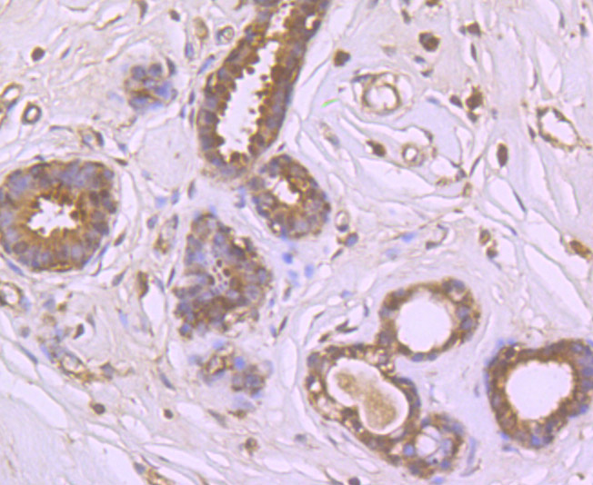 Immunohistochemical analysis of paraffin-embedded human breast tissue using anti-EMC10 antibody. Counter stained with hematoxylin.