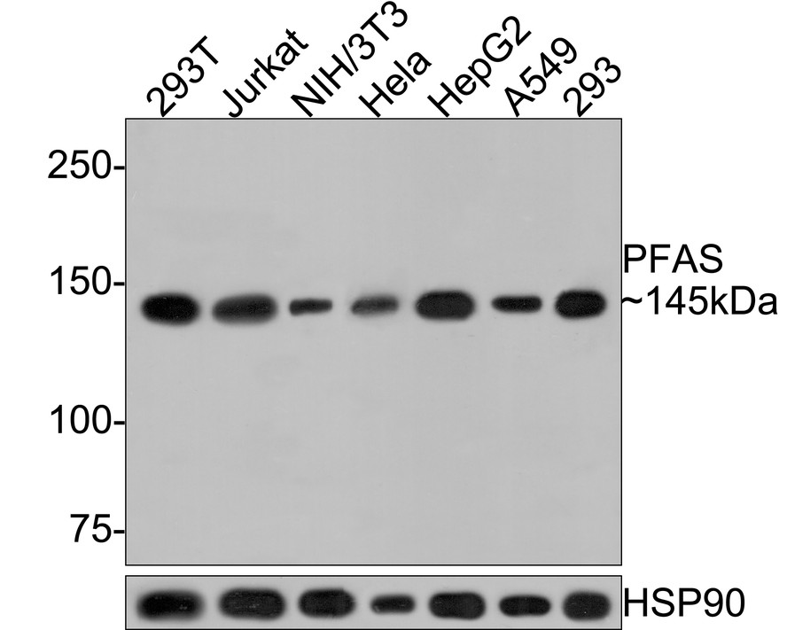 Western blot analysis of PFAS on different lysates with Rabbit anti-PFAS antibody (ER1706-96) at 1/1,000 dilution.<br />
<br />
Lane 1: 293T cell lysate<br />
Lane 2: Jurkat cell lysate<br />
Lane 3: NIH/3T3 cell lysate<br />
Lane 4: Hela cell lysate<br />
Lane 5: HepG2 cell lysate<br />
Lane 6: A549 cell lysate<br />
Lane 7: 293 cell lysate<br />
<br />
Lysates/proteins at 10 µg/Lane.<br />
<br />
Predicted band size: 145 kDa<br />
Observed band size: 145 kDa<br />
<br />
Exposure time: 1 minute;<br />
<br />
6% SDS-PAGE gel.<br />
<br />
Proteins were transferred to a PVDF membrane and blocked with 5% NFDM/TBST for 1 hour at room temperature. The primary antibody (ER1706-96) at 1/1,000 dilution was used in 5% NFDM/TBST at room temperature for 2 hours. Goat Anti-Rabbit IgG - HRP Secondary Antibody (HA1001) at 1:300,000 dilution was used for 1 hour at room temperature.