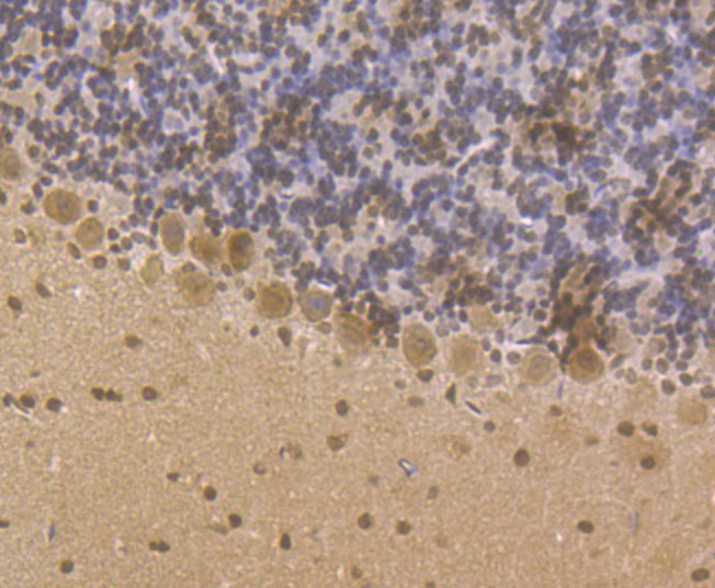 Immunohistochemical analysis of paraffin-embedded mouse cerebellum tissue using anti-LSD1 antibody. Counter stained with hematoxylin.