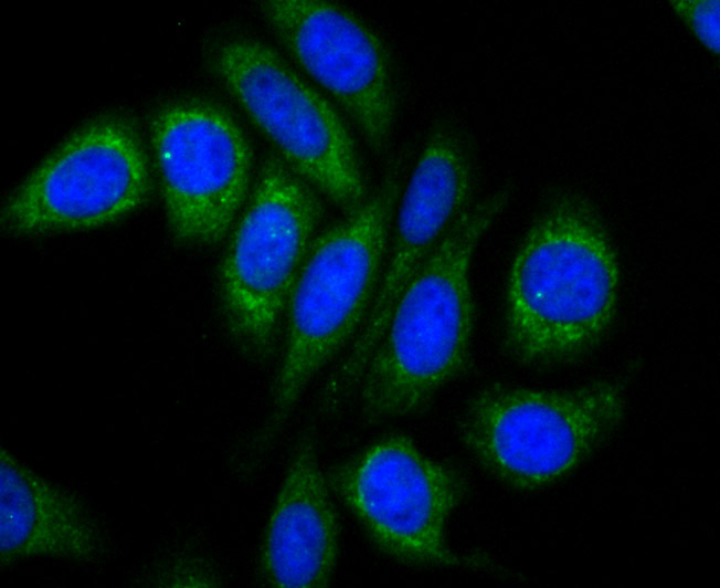 ICC staining Osteopontin in HepG2 cells (green). The nuclear counter stain is DAPI (blue). Cells were fixed in paraformaldehyde, permeabilised with 0.25% Triton X100/PBS.