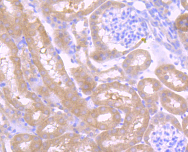 Immunohistochemical analysis of paraffin-embedded mouse kidney tissue using anti-Osteopontin antibody. Counter stained with hematoxylin.