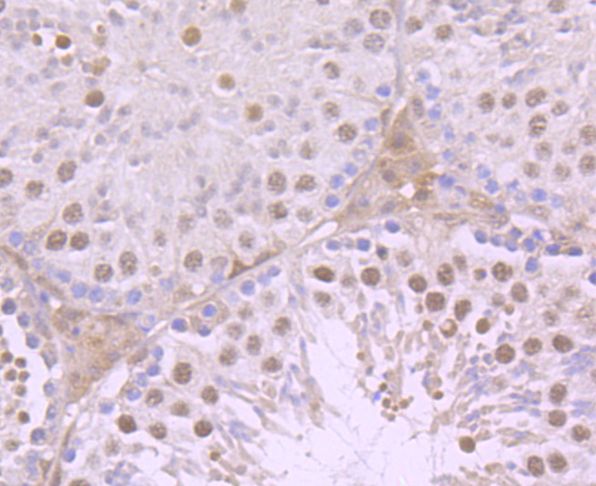 Immunohistochemical analysis of paraffin-embedded mouse testis tissue using anti-Progesterone Receptor antibody. Counter stained with hematoxylin.
