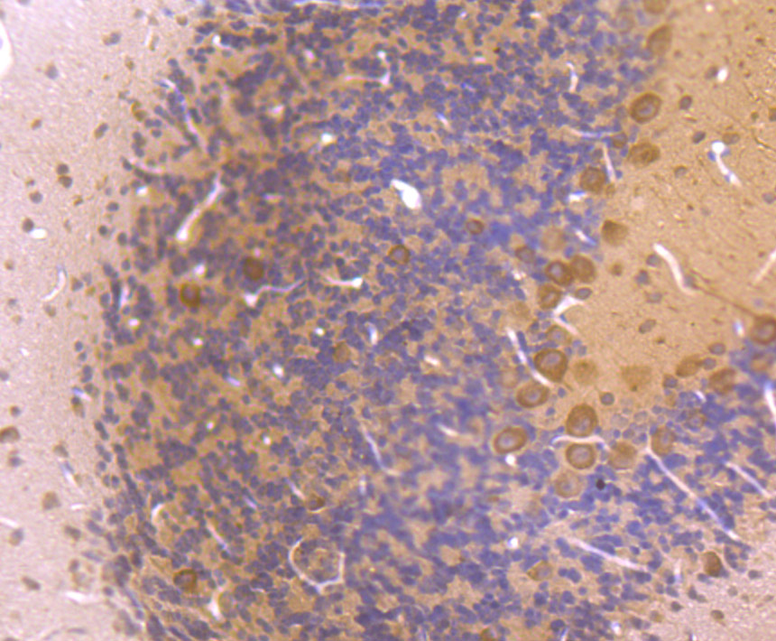 Immunohistochemical analysis of paraffin-embedded mouse cerebellum tissue using anti-LC3A antibody. The section was pre-treated using heat mediated antigen retrieval with Tris-EDTA buffer (pH 8.0-8.4) for 20 minutes.The tissues were blocked in 5% BSA for 30 minutes at room temperature, washed with ddH2O and PBS, and then probed with the primary antibody (ER1802-2, 1/50) for 30 minutes at room temperature. The detection was performed using an HRP conjugated compact polymer system. DAB was used as the chromogen. Tissues were counterstained with hematoxylin and mounted with DPX.