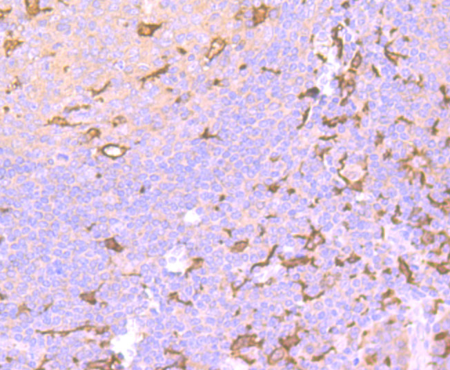 Immunohistochemical analysis of paraffin-embedded human tonsil tissue using anti-Iba1 antibody. Counter stained with hematoxylin.